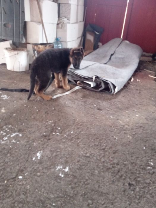 Неміс сатлады личка