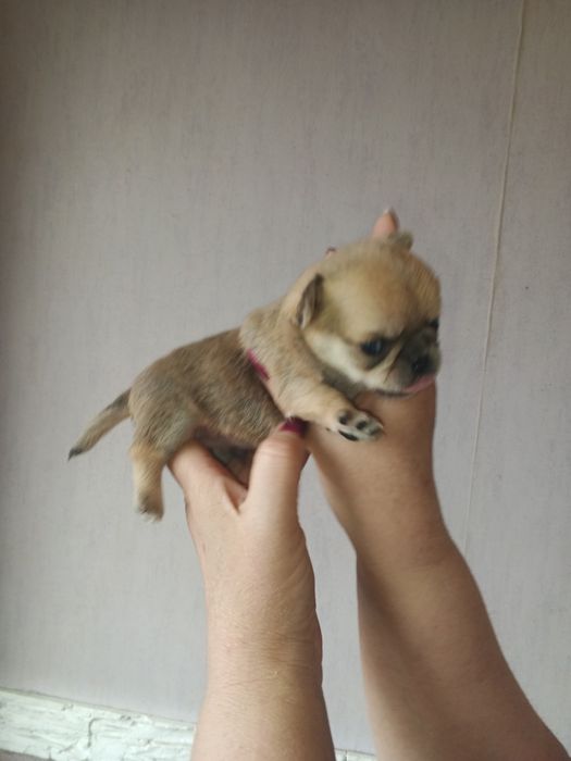 Мальчики и девочка чихуахуа