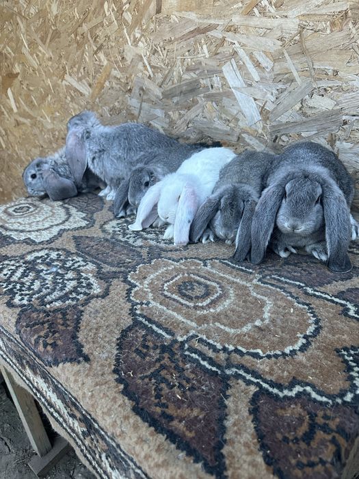 Iepuri berbec german