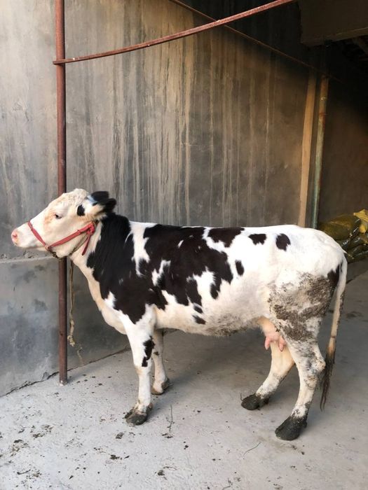 Galishten sigir 2yosh