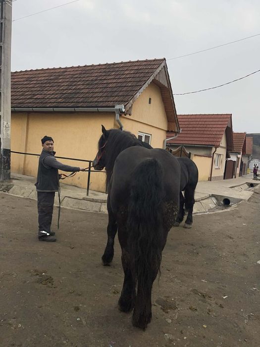 Vând 2 armasari ,sunt foarte blanzi
