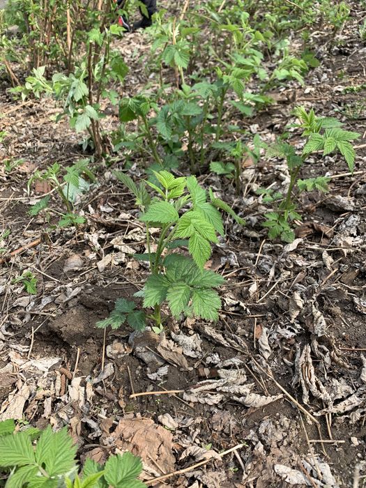 Малина ремонтантная