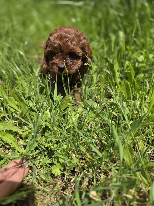 Резервирано! Кавапу момиче/Cavapoo