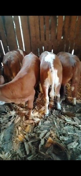 Vitei intercati 4 buc