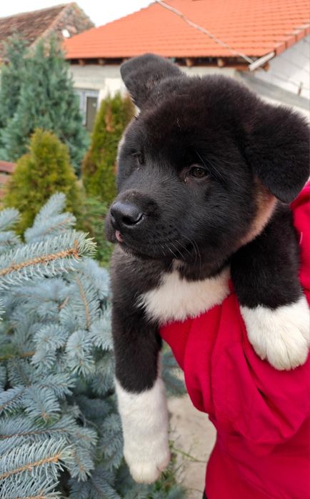 Pui Akita American