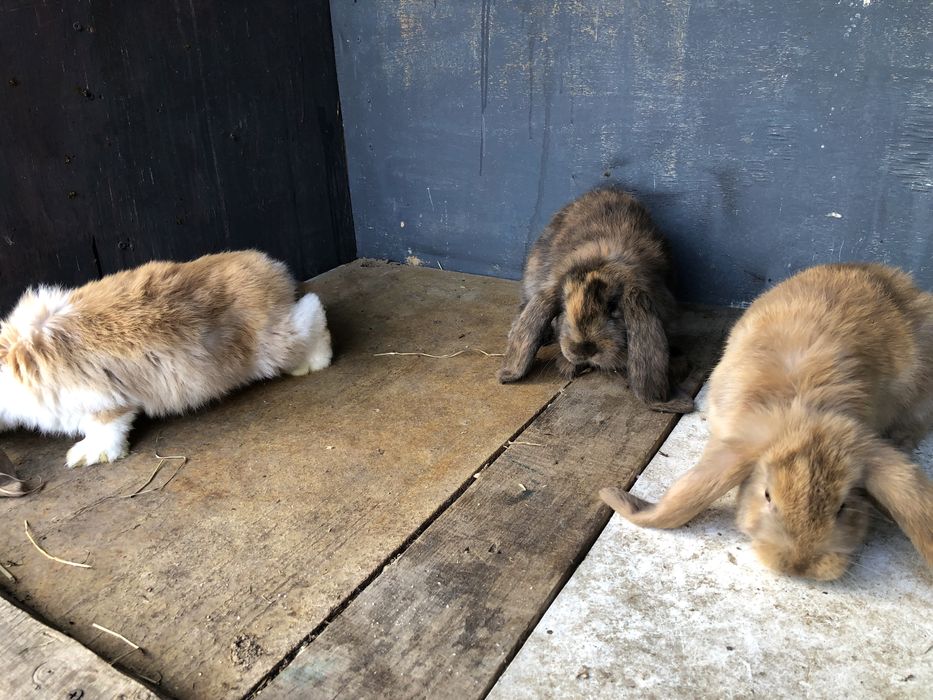 Berrbec German Masculi