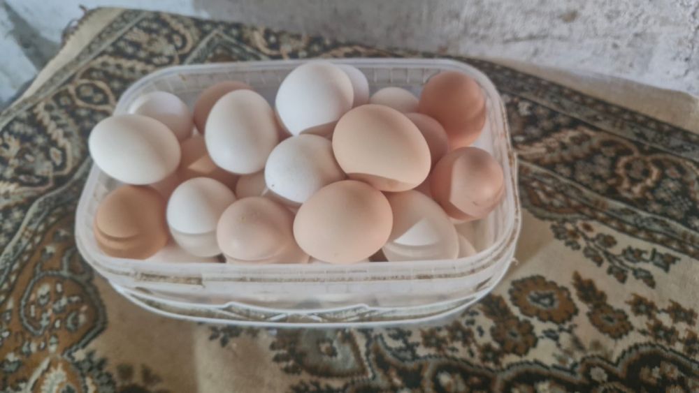 Яйцо домашнее свежее