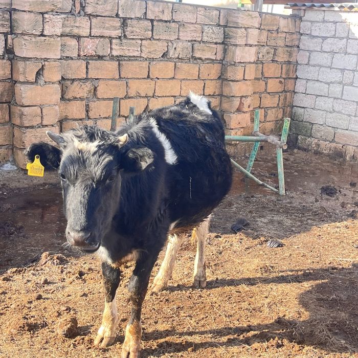 Буаз сиыр сатылады