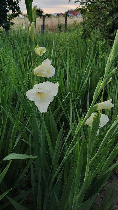Bulbi de gladiole de vânzare