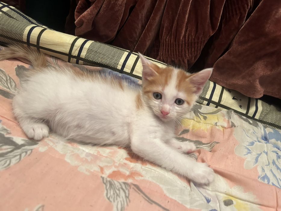 котенок, в добрые руки, мальчик, добрый