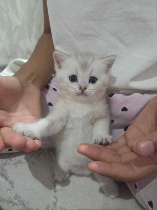 Продается котята чистокровные британские шиншиллы