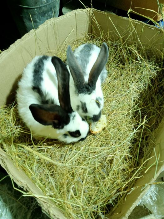 Продажа кроликов