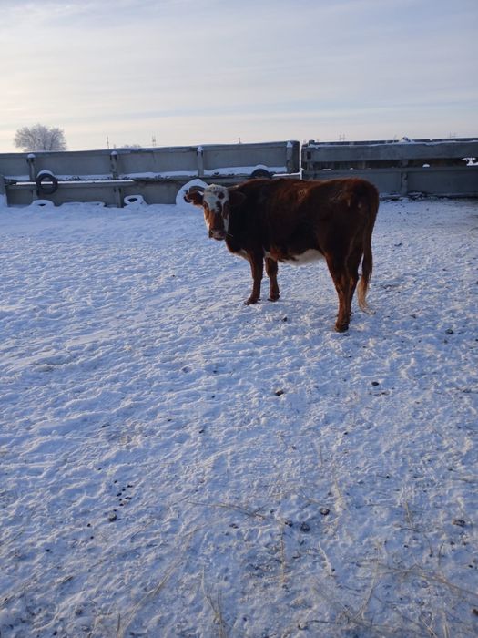 4 бас сиыр,2 жасар бука сатылады