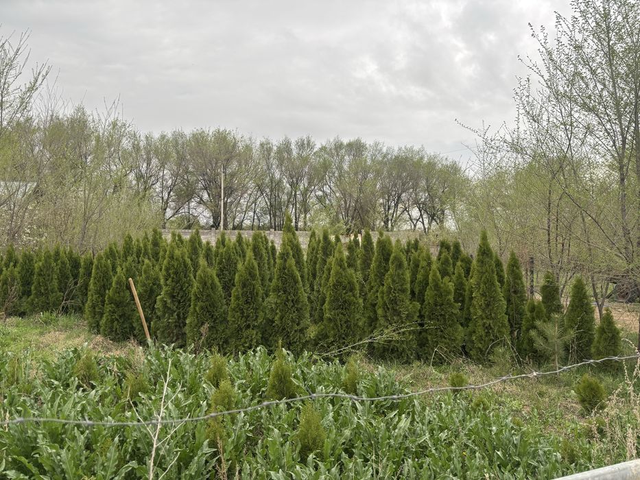 Туя смарагд.      .