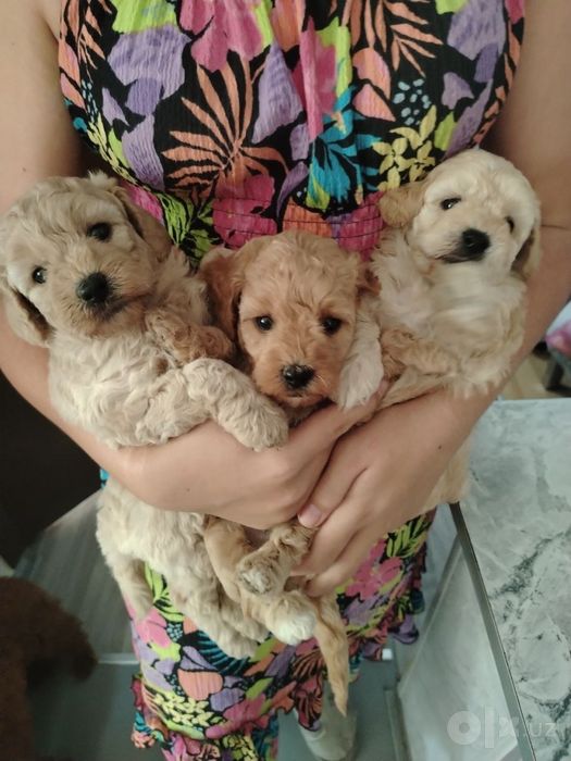Продаються щенки пуделя