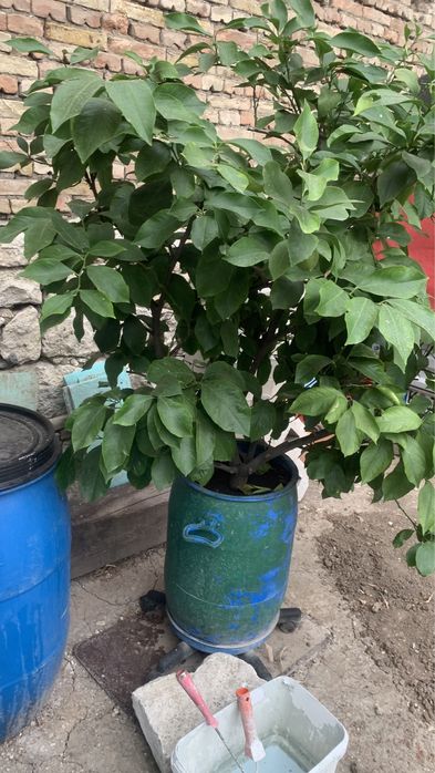 Лимоново дърво