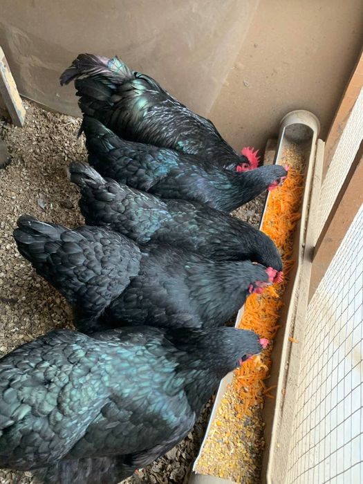 ЖУЖАЛАР.кора джерси жужалари сотилади.