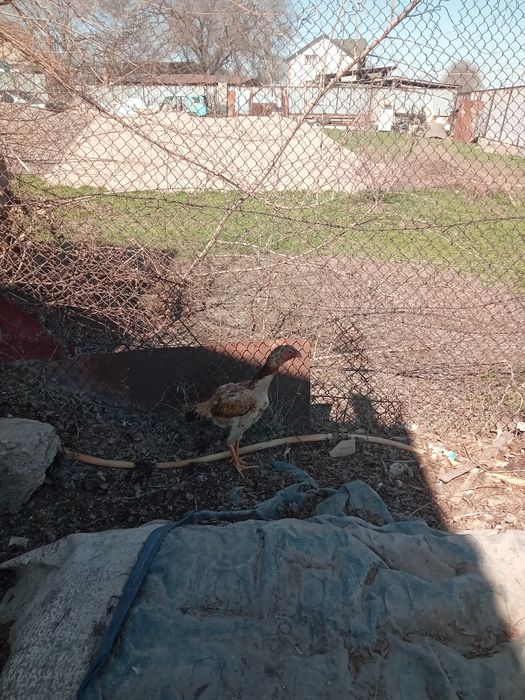 Бойцовский курица продам