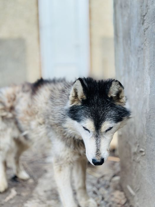 Хаски. Кобель в добрые руки
