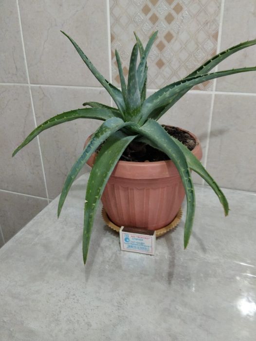 Продам алое (3 года)