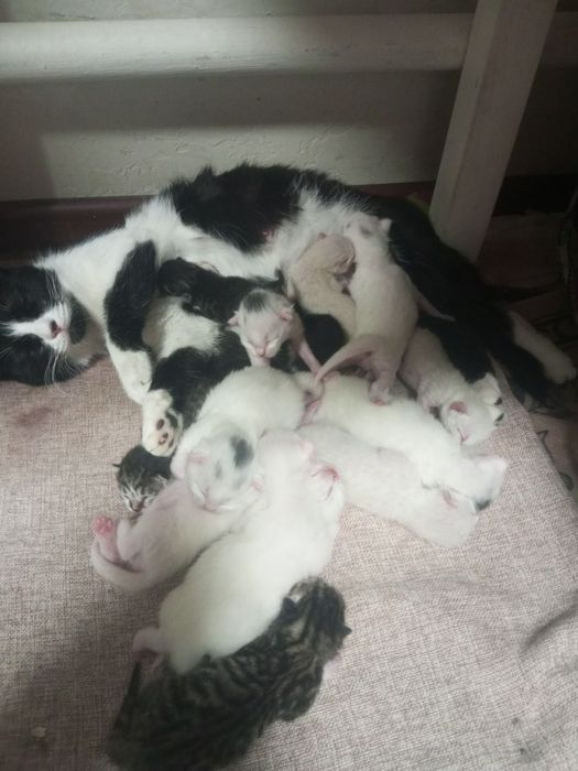 Отдам котят бесплатно