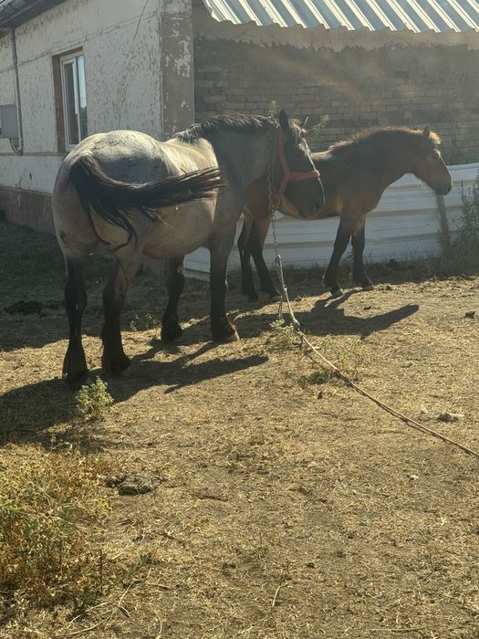 Caii de vanzare judetul arad