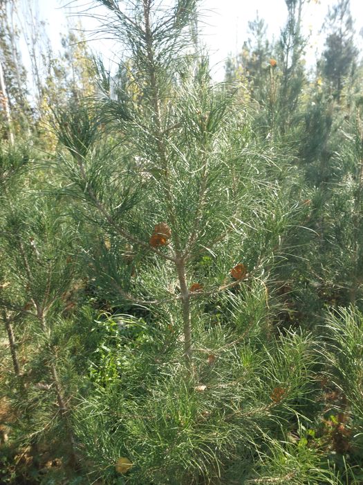 Элдар саснаси чекланмаган микдорда етказиб берамиз