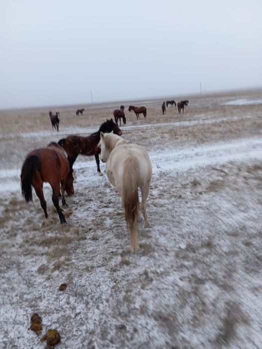 Продам кобылу жерёбую