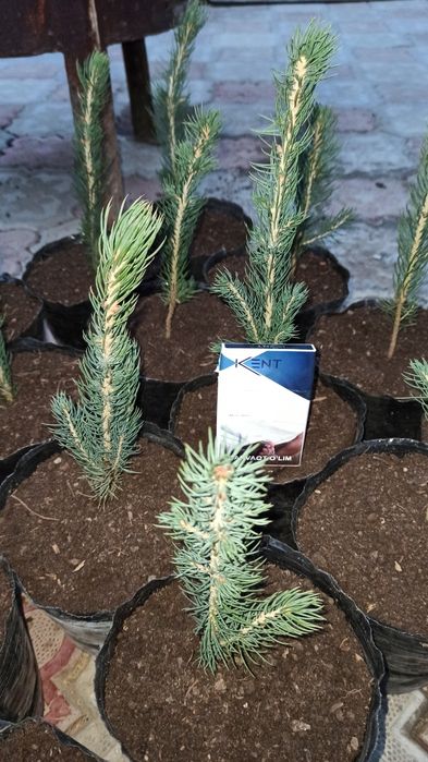 Голубая ель Сенса кучатлари оптим нархларда сотамиз