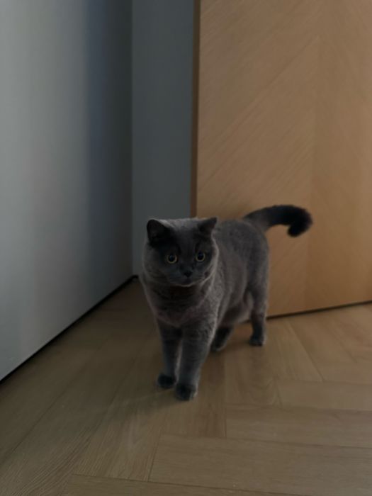 Отдам кошку Британку девочку в хорошие руки