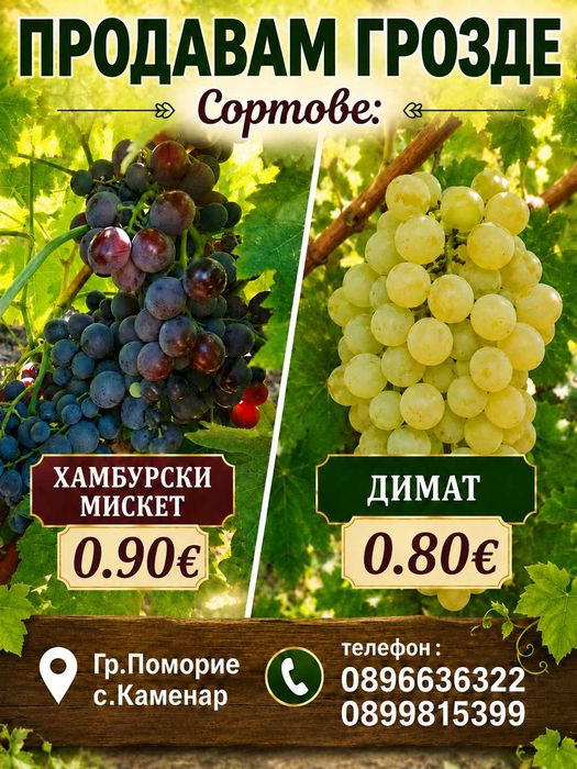 Грозде Хамбурски мискет ,Димят