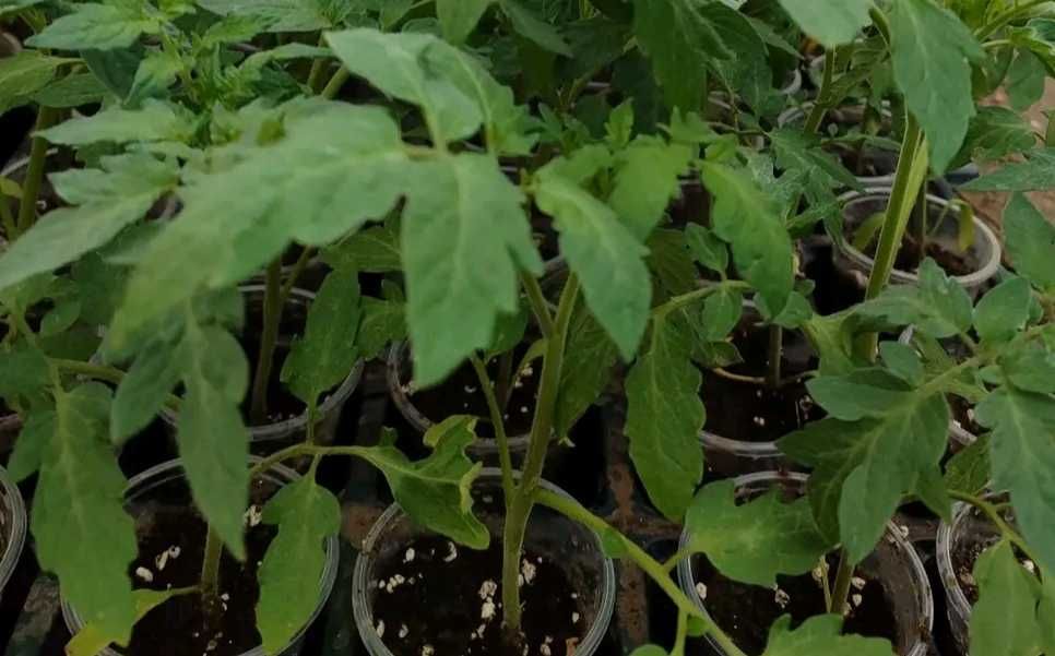 Продавам разсад краставици, домати, тиквички, пипер, подправки,зеле