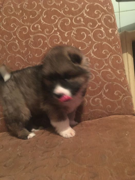 Продам чистый алабай