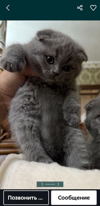 Продаются котята