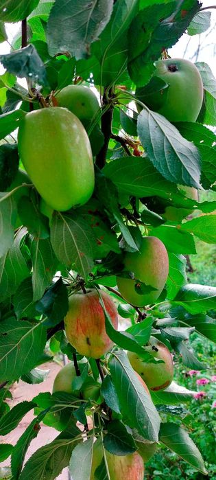 Продам дачу, район Телецентра СО "Кристалл"