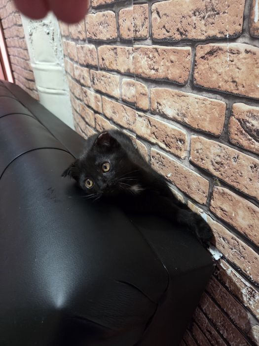Котёнок 2 месяца вислоухий