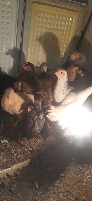 Продам цыплят домашний