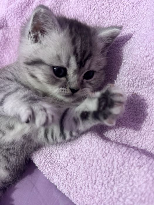 Serebristiy shinshila sotiladi