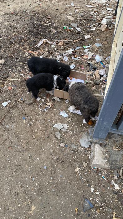 Күшіктер тегін тезарада