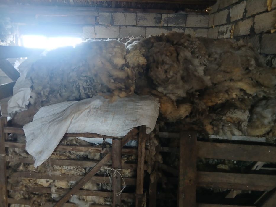 Қой жүні сатылады!!!