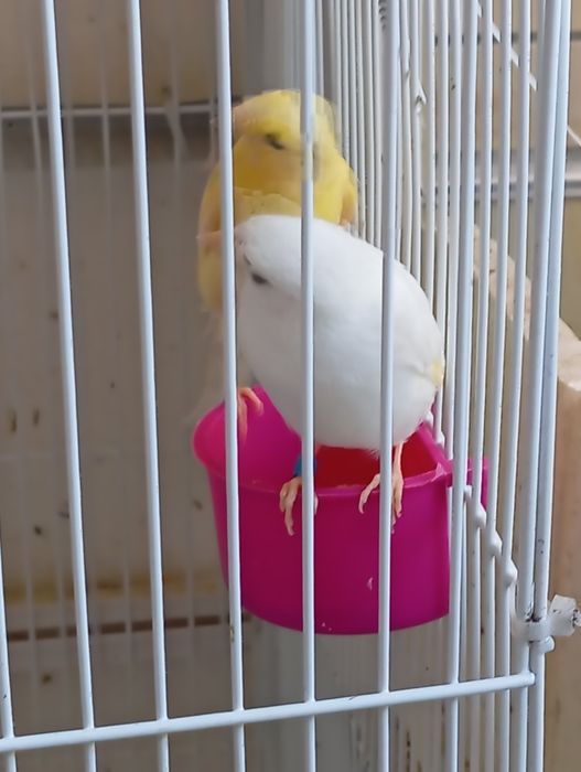 Продаю канарейку