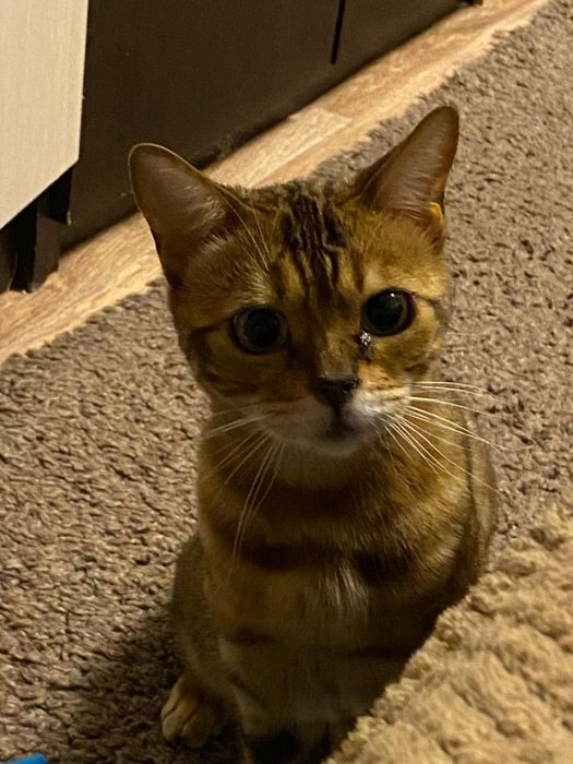 Ищем котика на случку