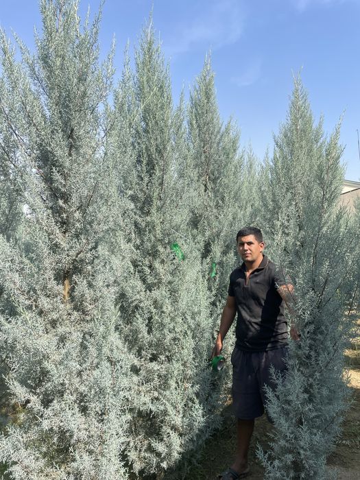 Archa  arizoniski keparis