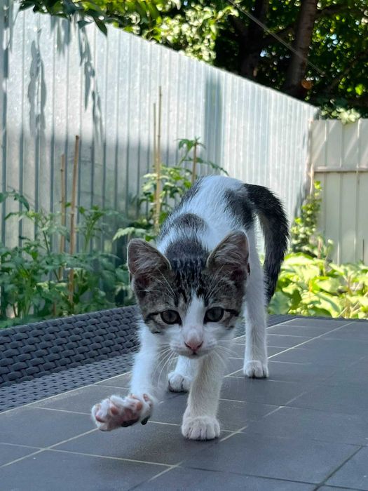 Ofer spre adoptie, gratuit, 4 pui de pisica , rasa comuna, vaccinati , deparazitati , in varsta de 2 luni