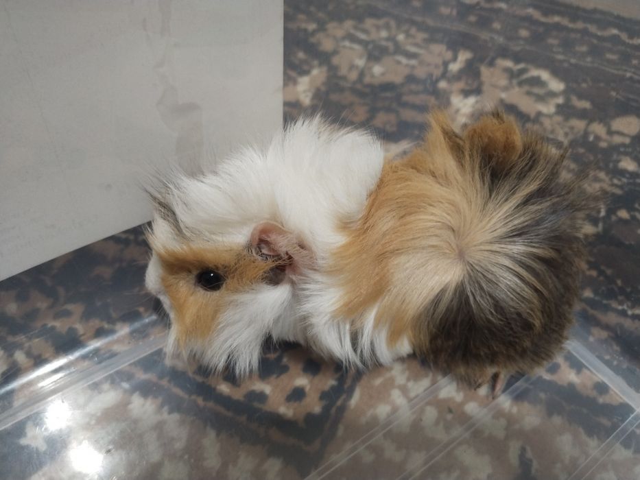 Dengiz cho,'chgalari sotiladi