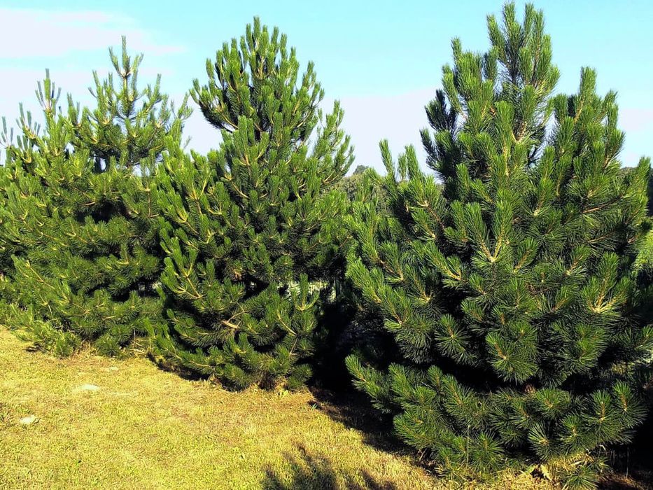 Sosna, archa, kõchat, сосна, арча, кучат