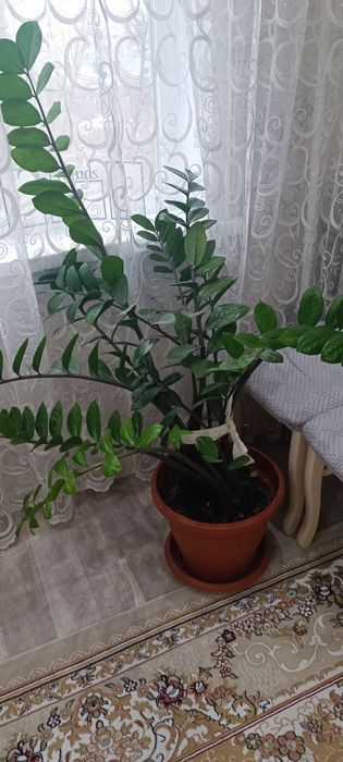 Продам долларовое дерево.