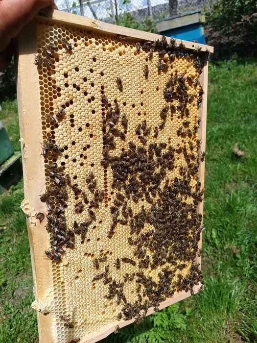 Miere albine de la producător