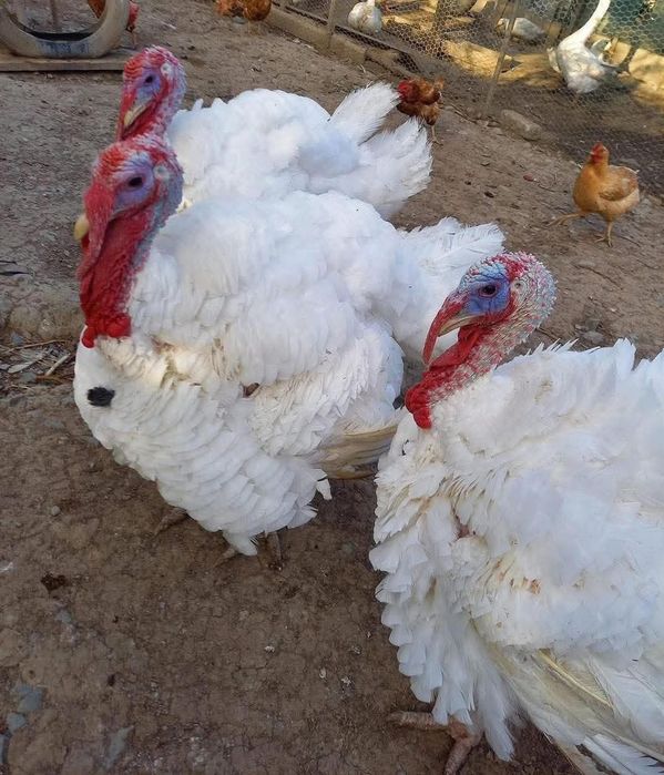 Am disponibile pasari de curte ,vindem de ap 20 de ani sunte-m foarte seriosi si toata marfa pl proaspata,curata si  tinuta la temperatura corespunza