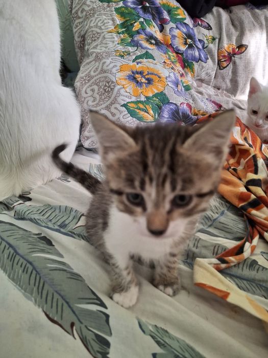 Котята мама Ангорка